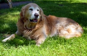 holdudvari kutyás takarítás