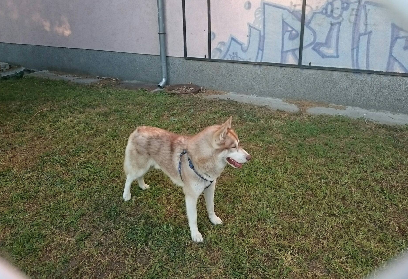 kutyusok otthon