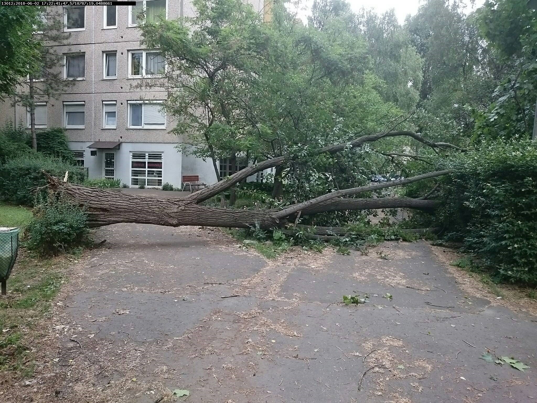 kidőlt fa