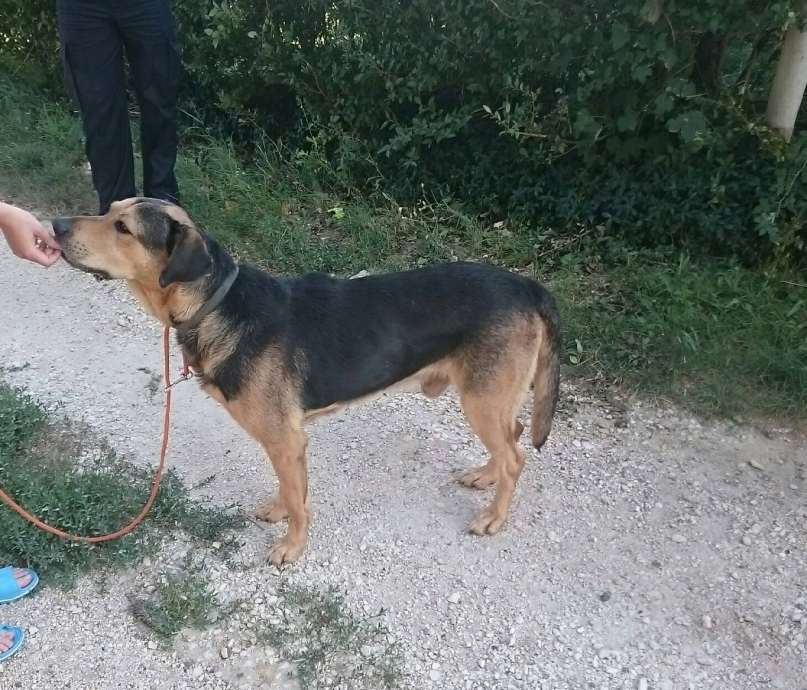 kutya