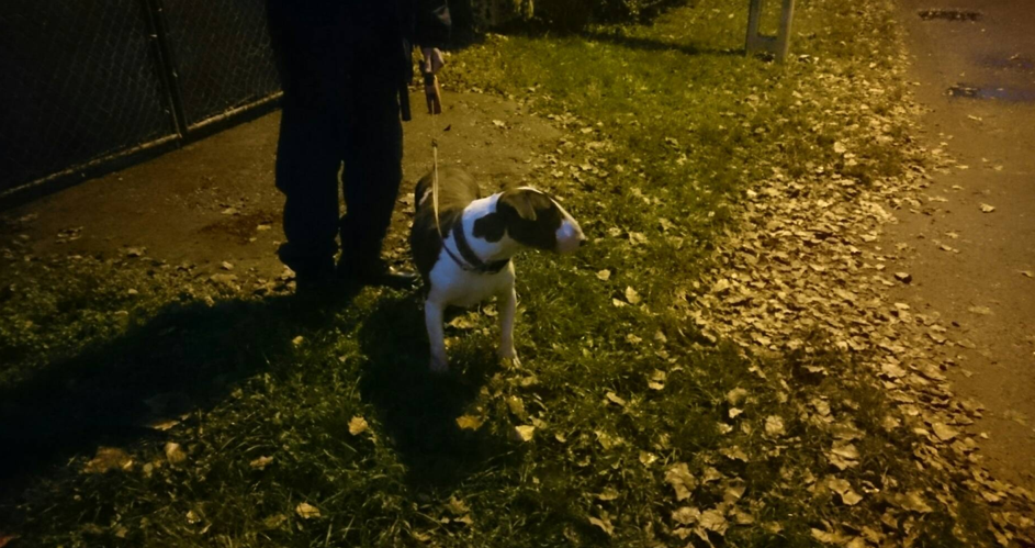 elszökött kutyus