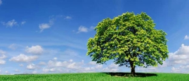 kornyezetvedelmi palyazat