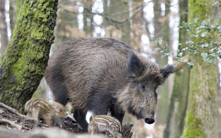 boar 3284138 1920 720x450