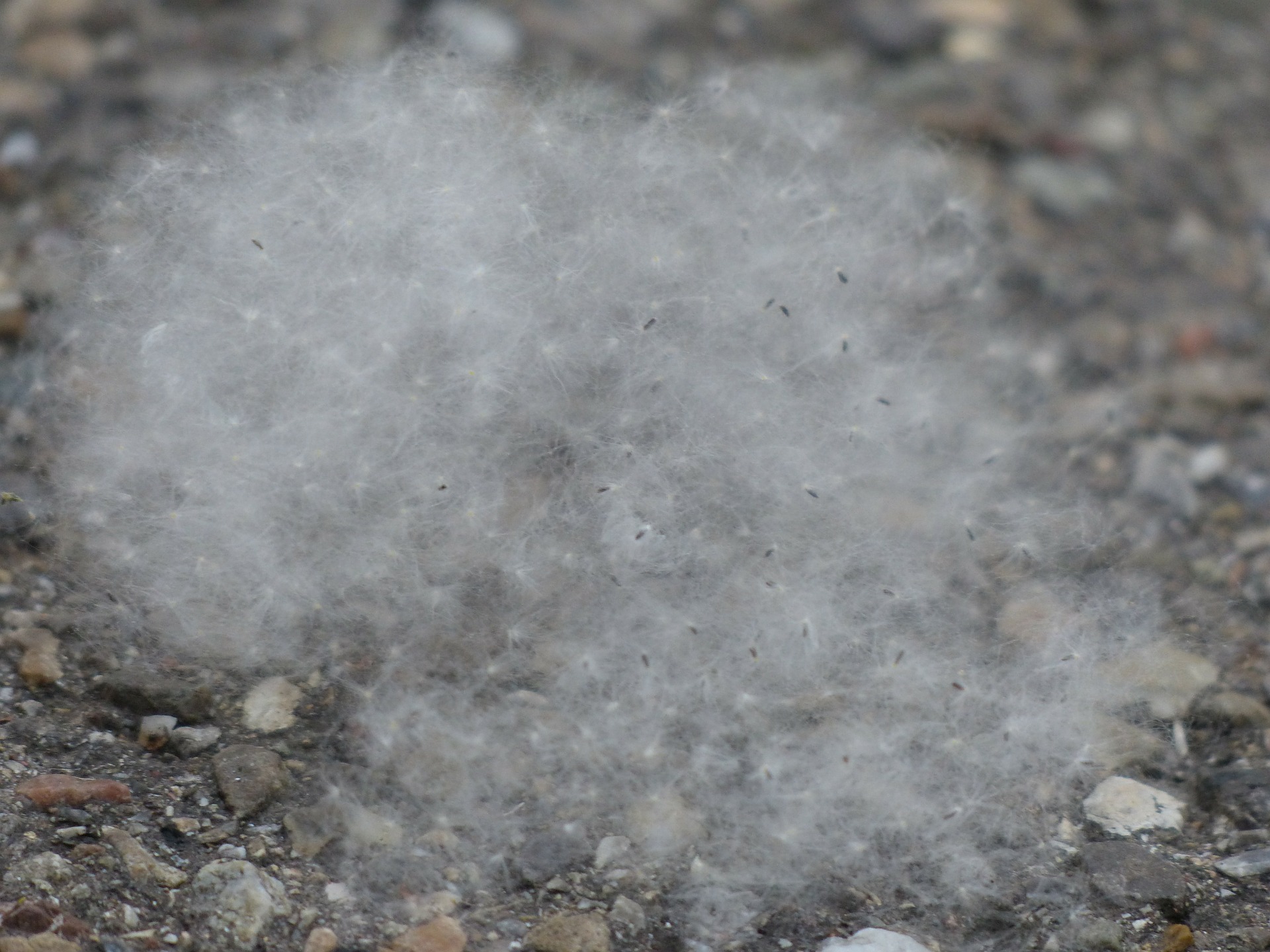 poplar seeds 143438 1920