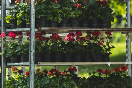 vágó közé 525x350 1