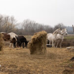 2025 trabant 5 1 of 1
