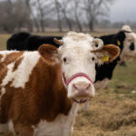 2025 trabant 6 1 of 1