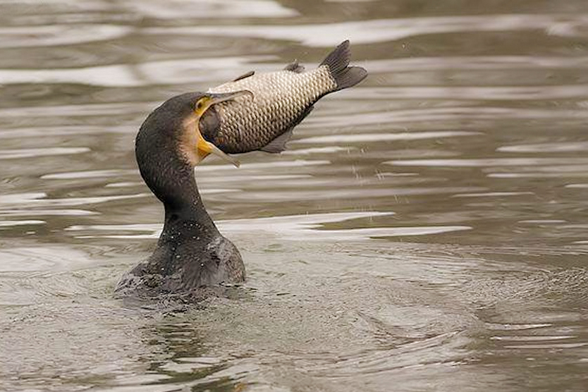 karokatona v1 1 of 1